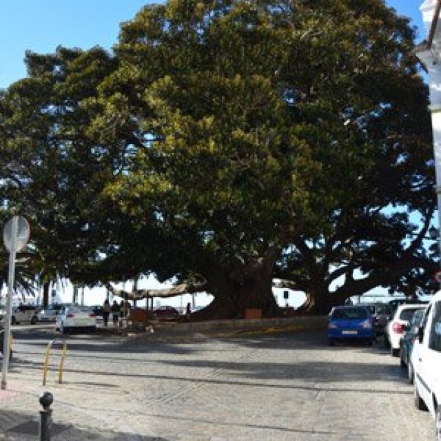 Columbus tree