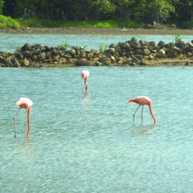 Flamingos