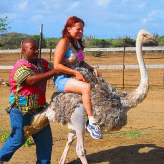 Ostrich Farm