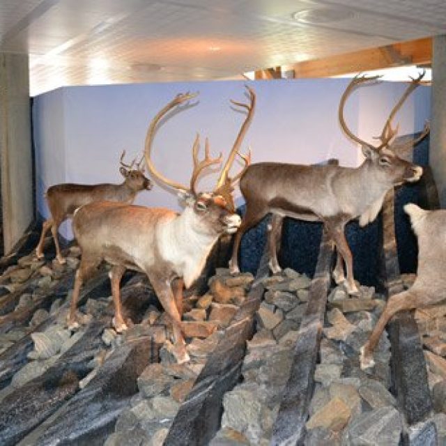 Hardangervidda nature and wildlife centre
