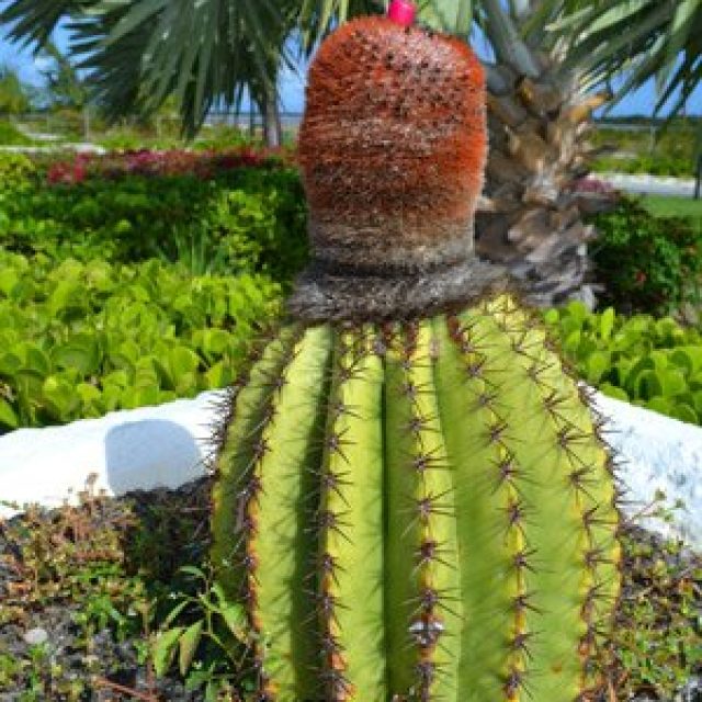 Grand Turk Cactus