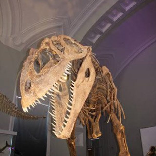 Natural history museum of Finland