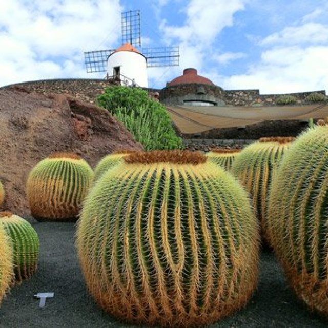 Cesar Manrique: Cactus garden