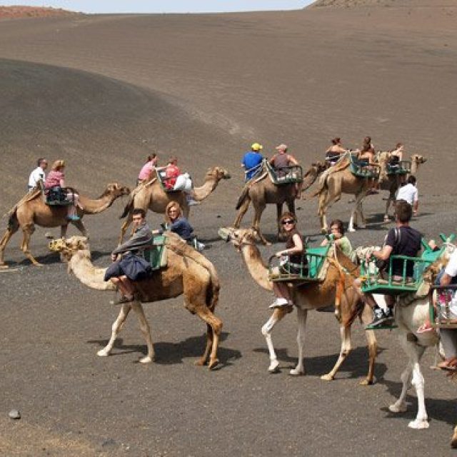 Camel ride