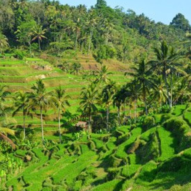 Tegallalang
