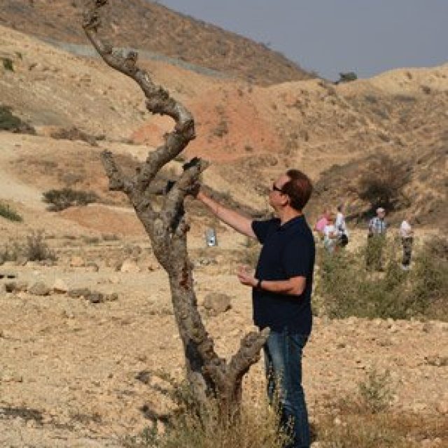 Frankincense tree