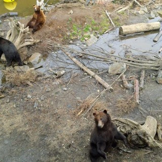 Fortress of the bears