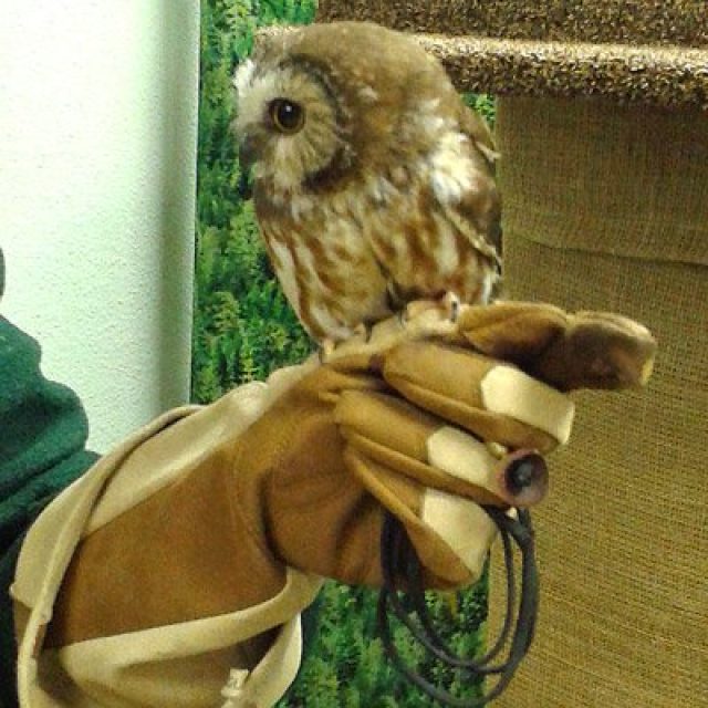 Raptor Centre
