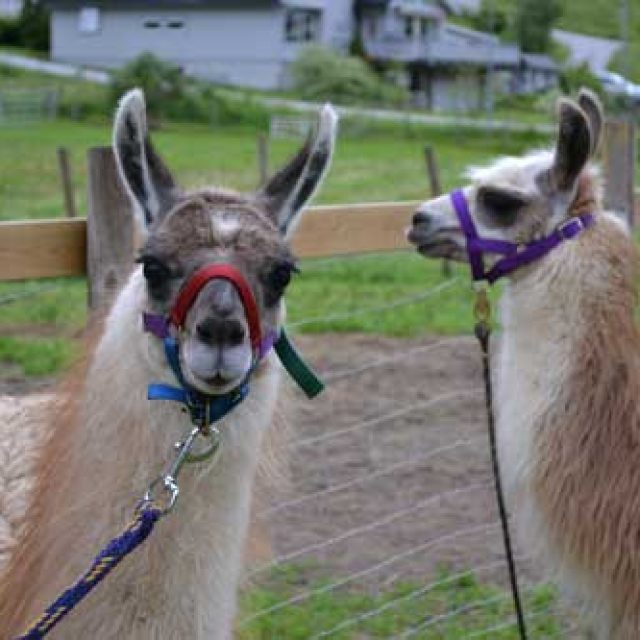 Skjolden lamas