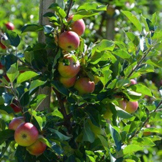 Hardanger fruit