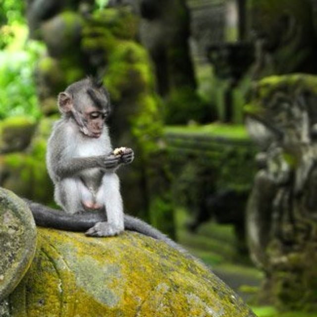 Ubud Monkey Forest