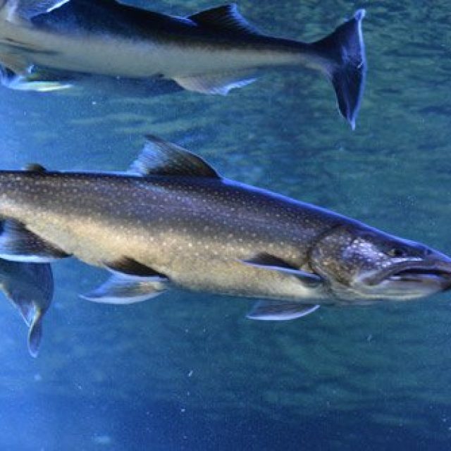 Salmon